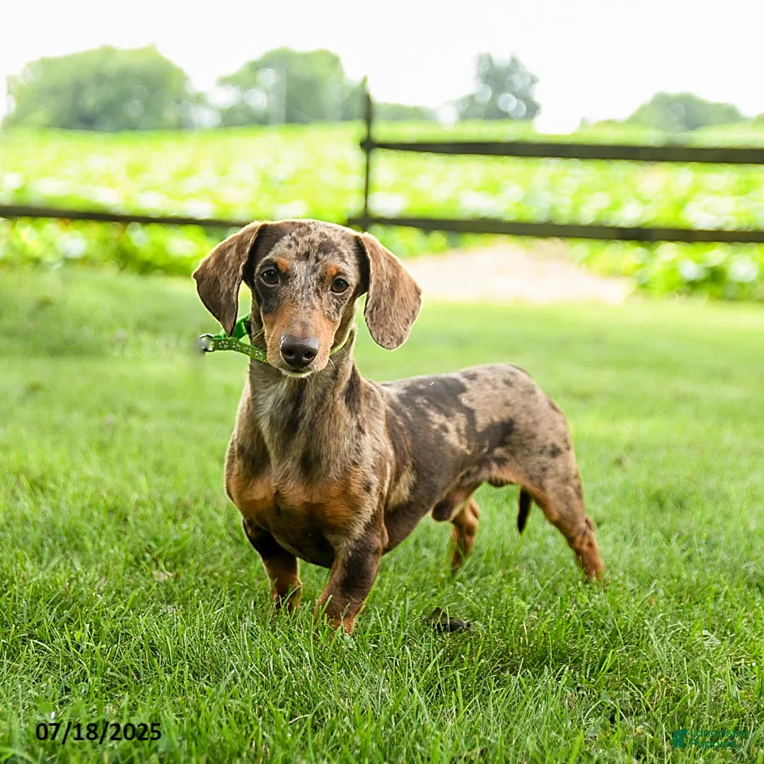 Miniature Dachshund dogs for sale: Darius - Ad 7