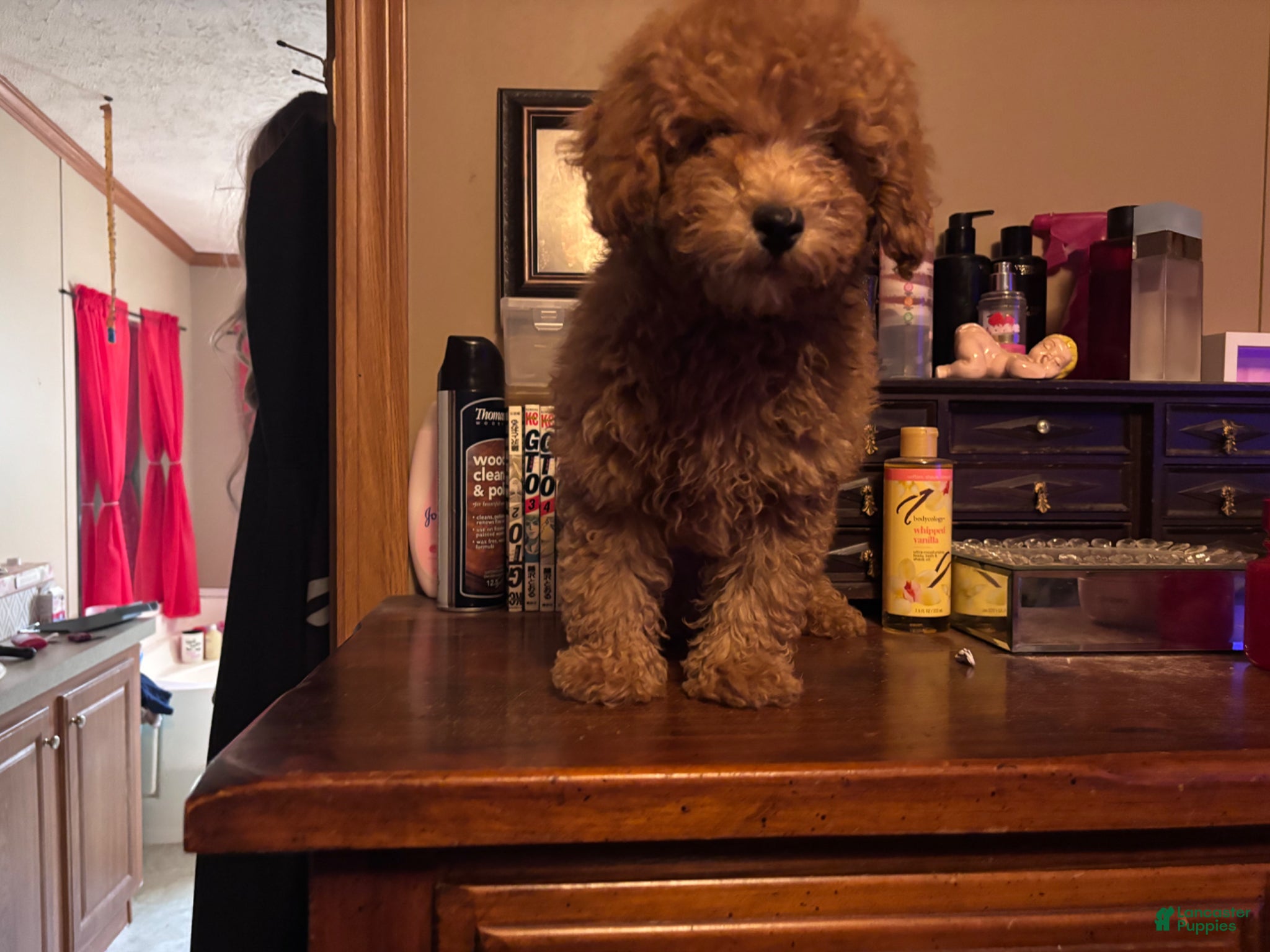 Toy Poodle dogs Toy Poodle Puppy 2 - Ad 2