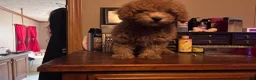 Toy Poodle dogs for sale: Toy Poodle Puppy 2 - Ad 2