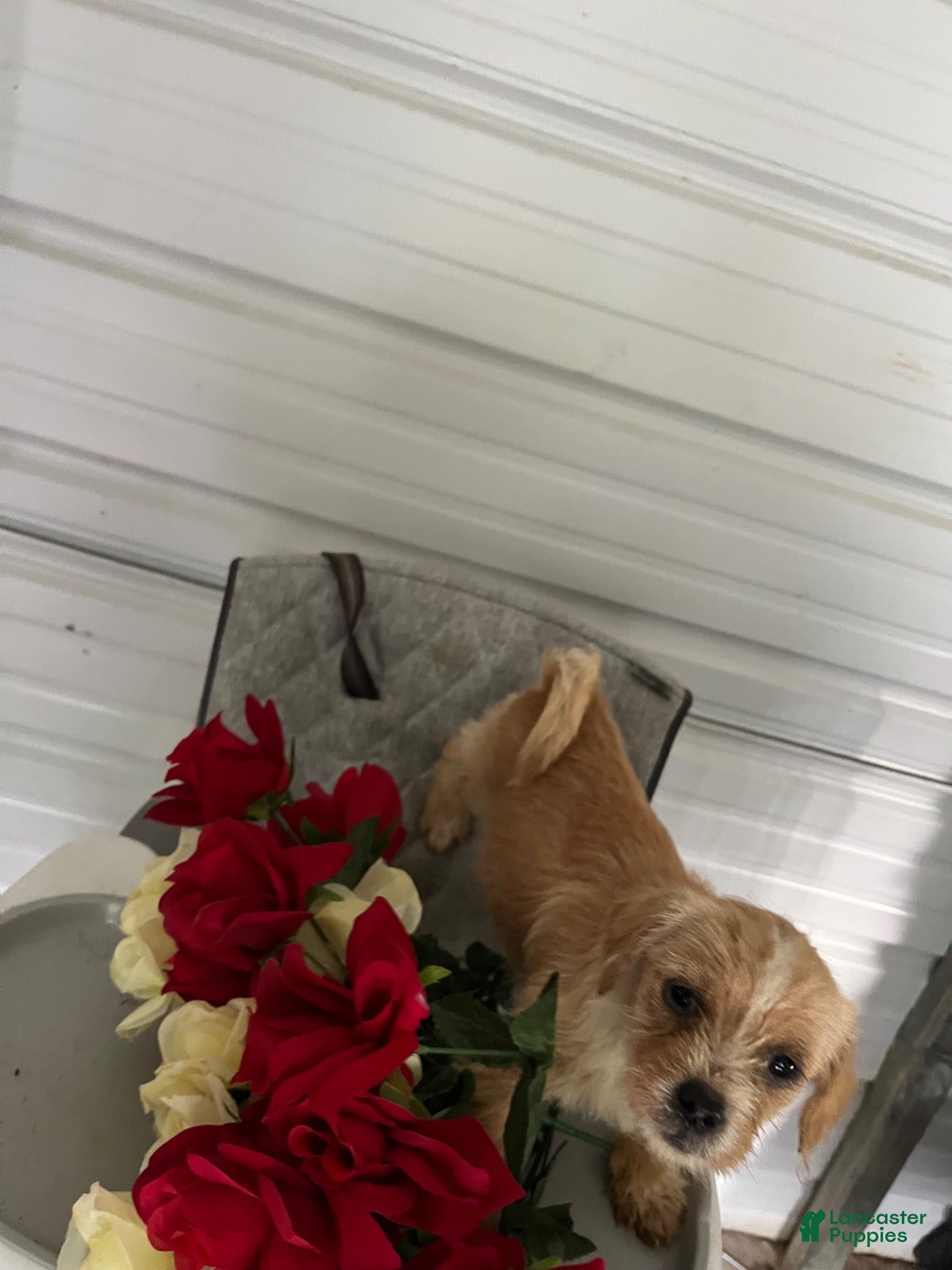Chihuahua dogs Rocky  - Ad 2