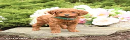 Mini Goldendoodle dogs for sale: Summer - Ad 3