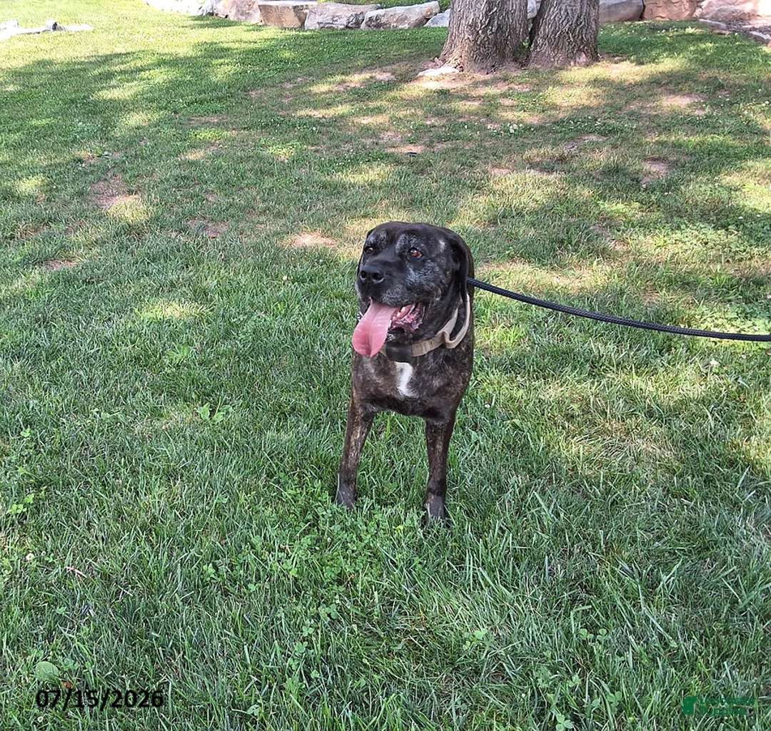 Cane Corso dogs for sale: Minnie - Ad 2