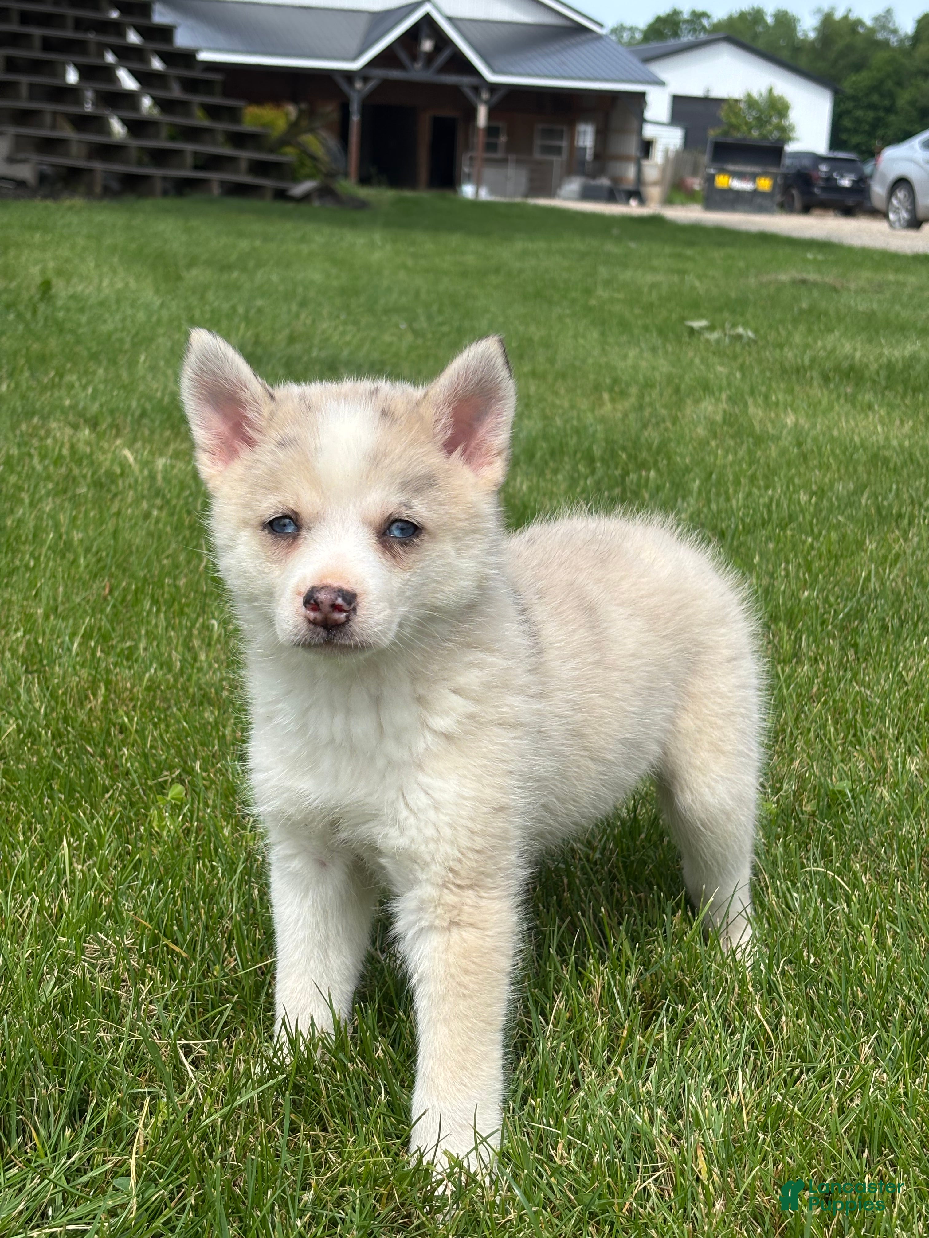 Pomsky dogs Stella - Ad 1