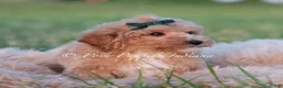 Maltipoo dogs for sale: Fig F1B - Ad 7