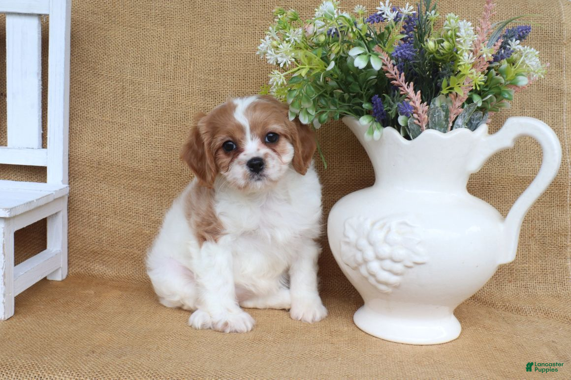 Cavapoo dogs Wendy - Ad 2