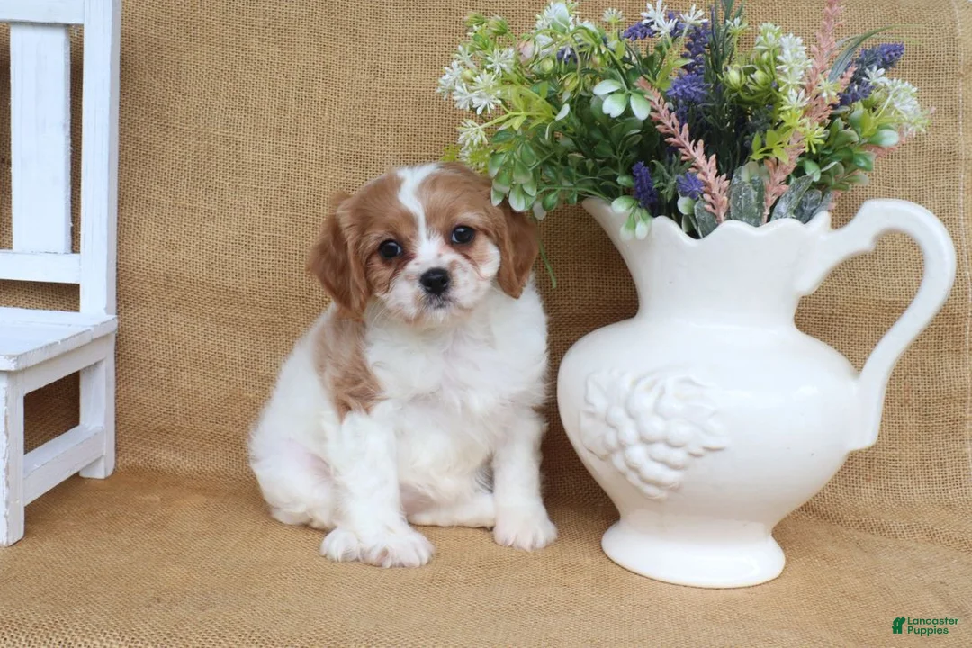 Cavapoo dogs for sale: Wendy - Ad 2