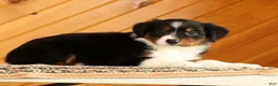 Australian Shepherd dogs for sale: Betsy - Ad 3