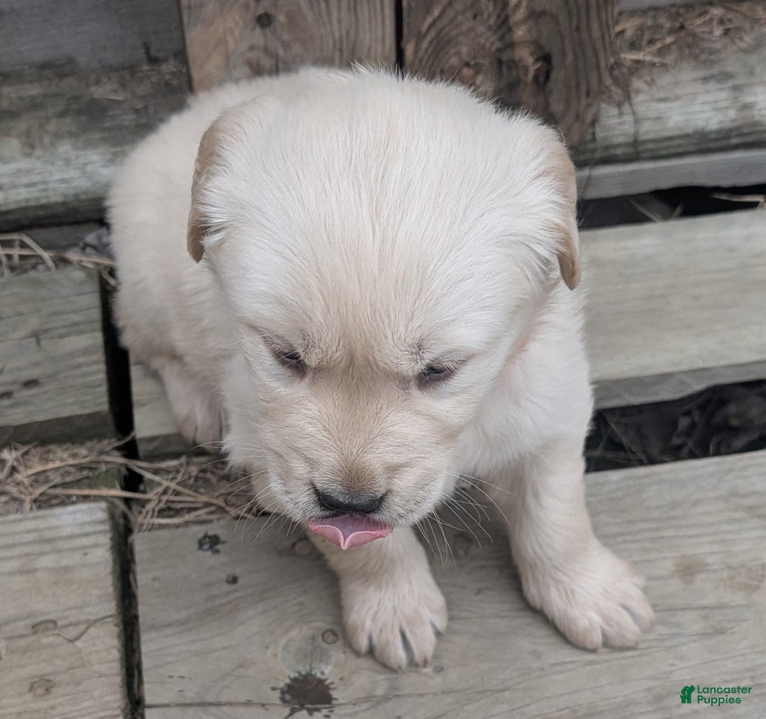 Golden Retriever dogs for sale: Daisy - Ad 4