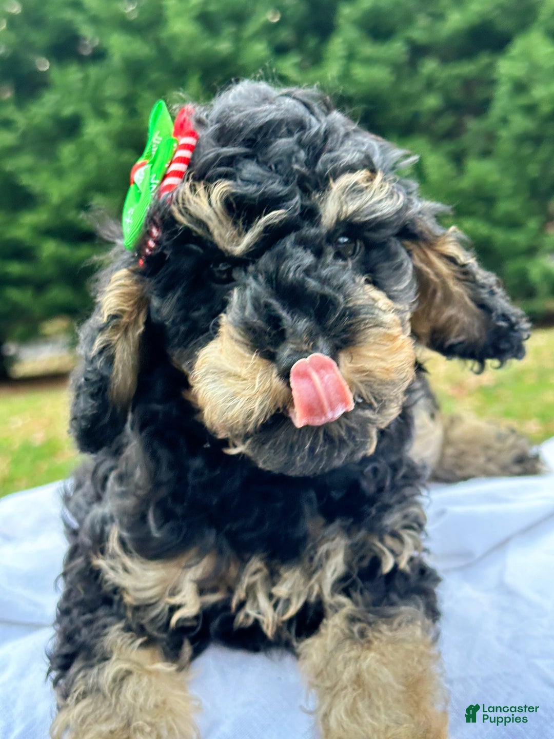 Miniature Poodle dogs for sale: Fiona - Ad 1