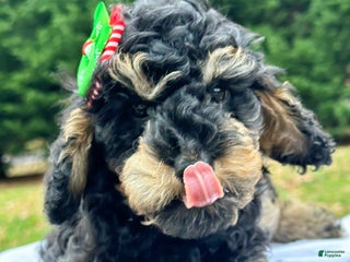 Miniature Poodle dogs Fiona - Ad 36