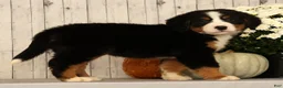 Bernese Mountain Dog dogs for sale: Heather - Ad 3