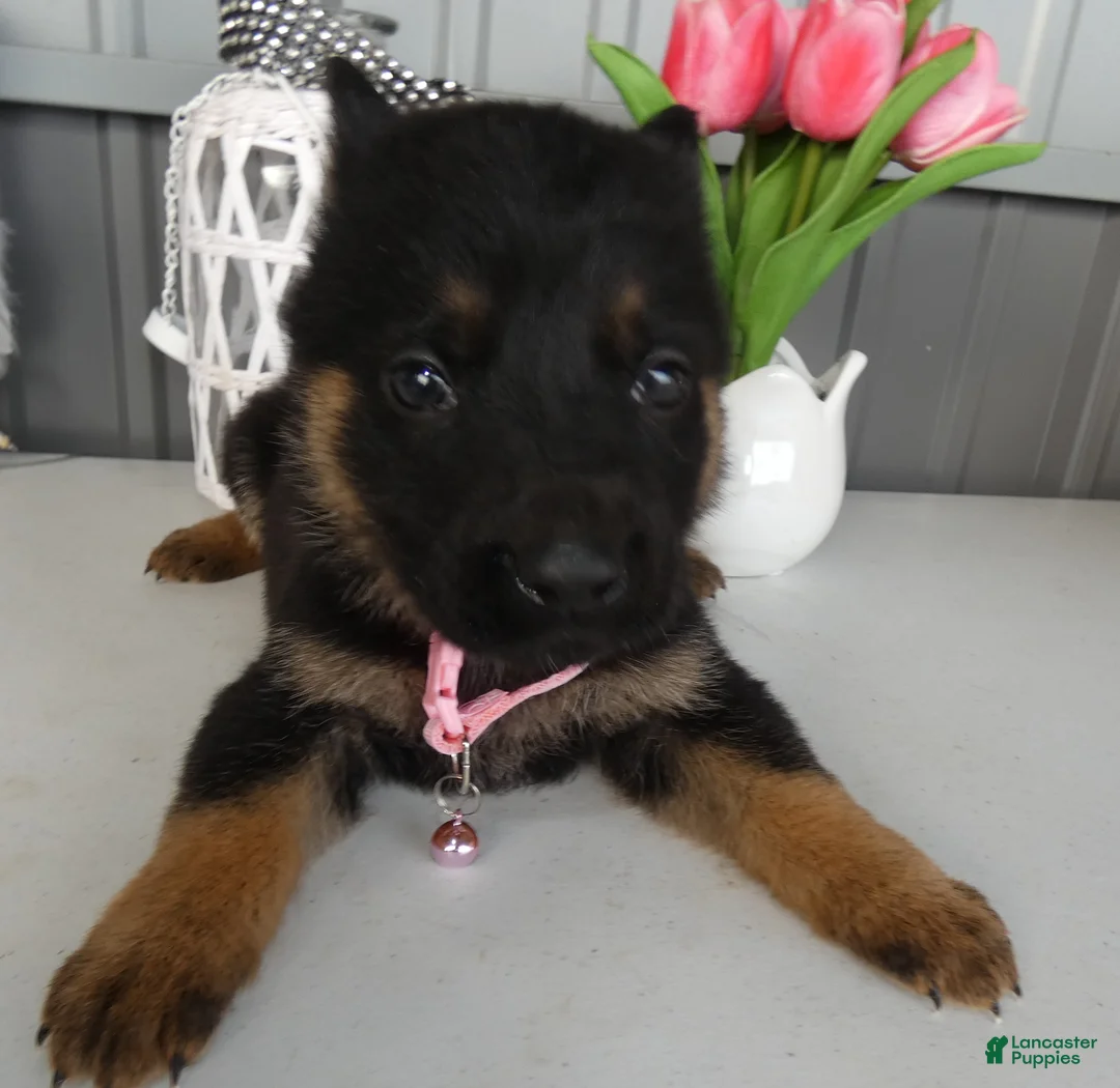German Shepherd dogs for sale: German Shepherd Puppy 6 - Ad 2
