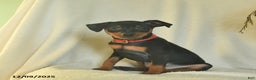 Miniature Pinscher dogs for sale: Pepper  - Ad 3