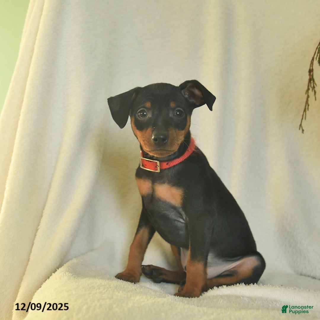 Miniature Pinscher dogs for sale: Pepper  - Ad 3