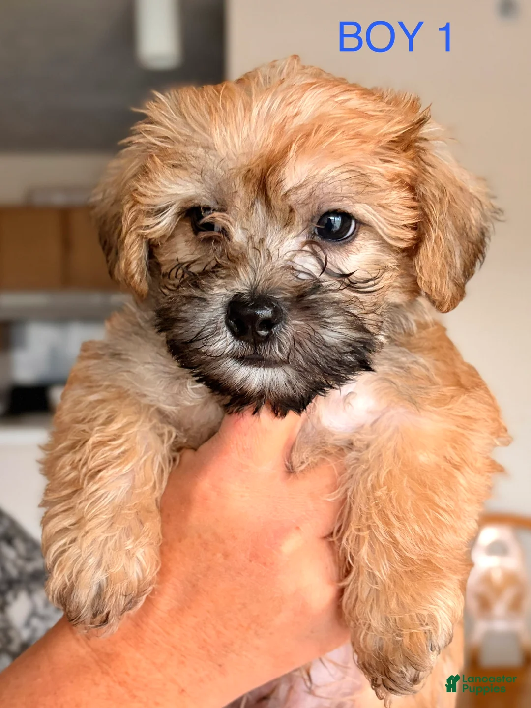 Mixed Breed dogs for sale: Mixed Breed Puppy 1 - Ad 1