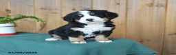 Bernese Mountain Dog dogs for sale: Pepper - Ad 1