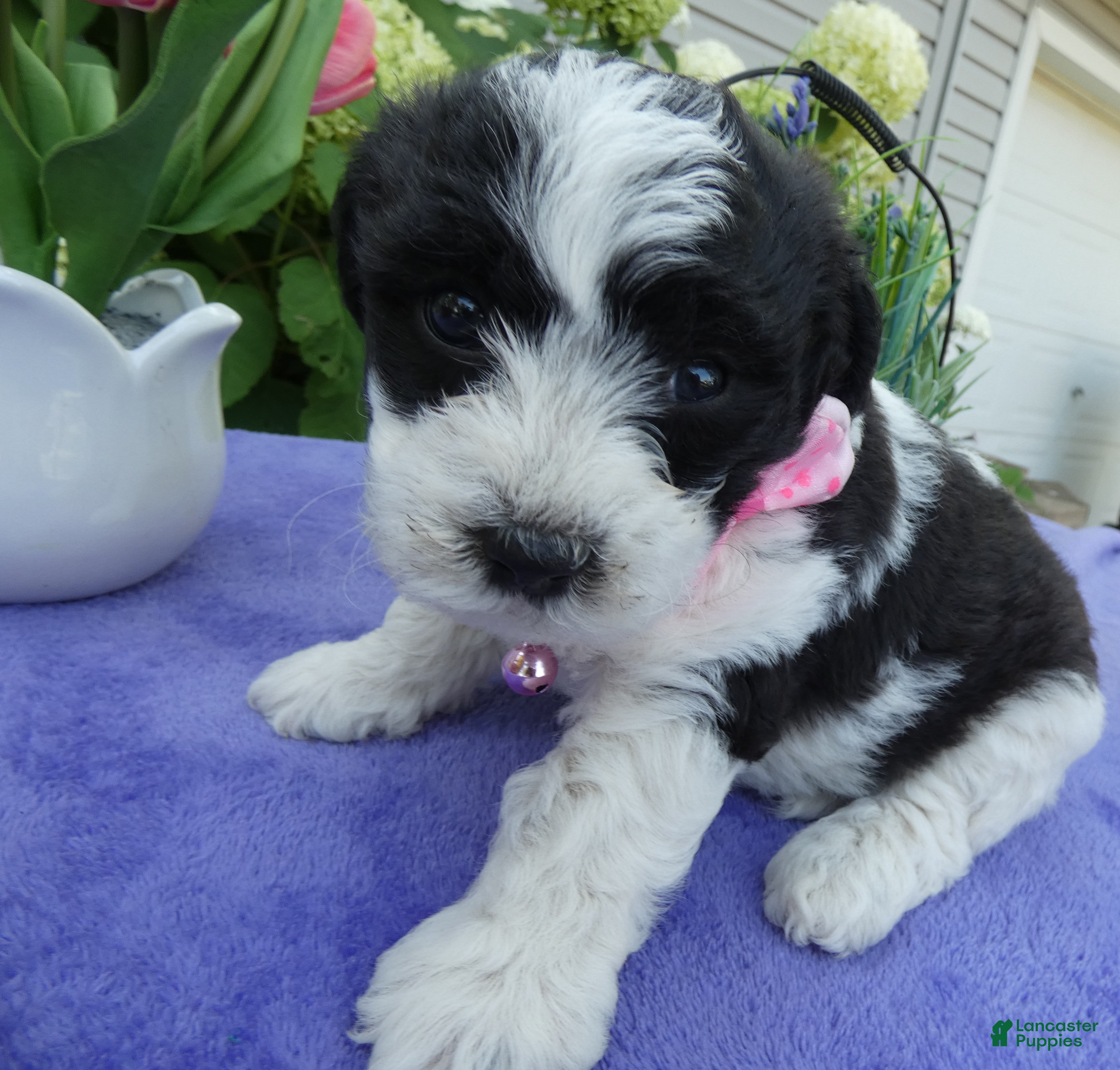 Bichpoo dogs Bichpoo 2 Posey - Ad 8