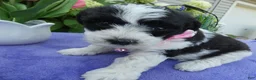 Bichpoo dogs for sale: Bichpoo 2 Posey - Ad 1
