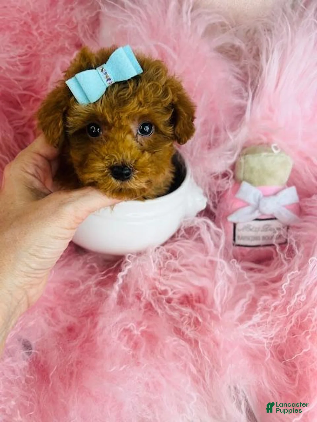 Toy Poodle dogs for sale: Teacup Poodle 1 - Ad 1