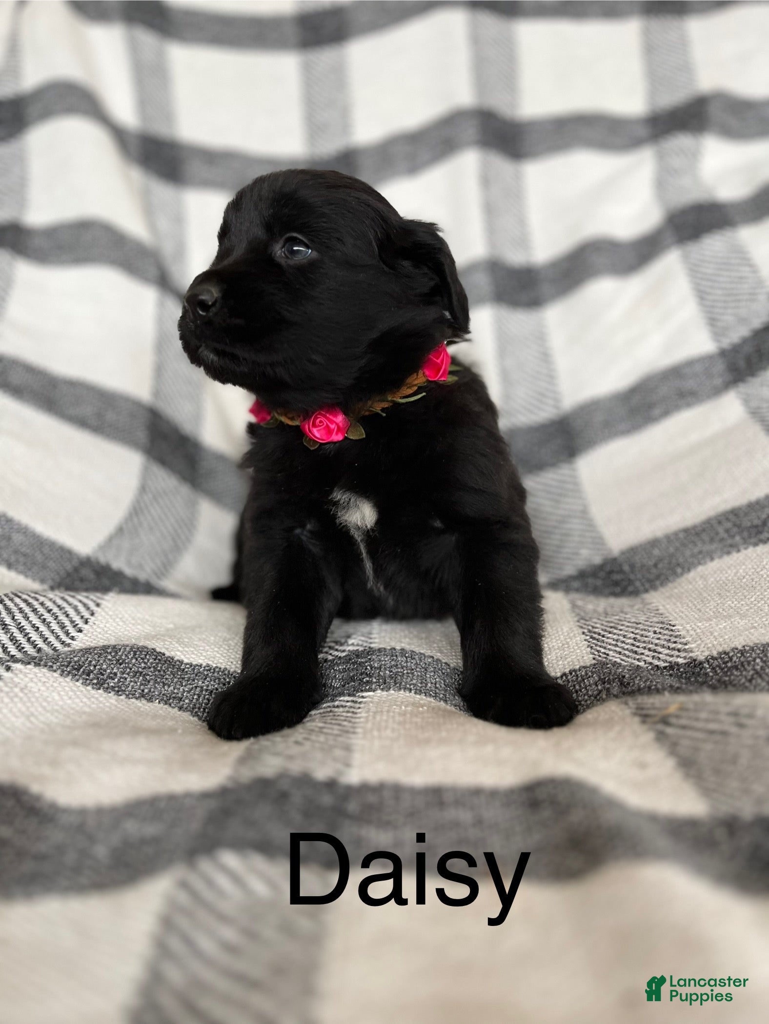 Mixed Breed dogs Daisy - Ad 26