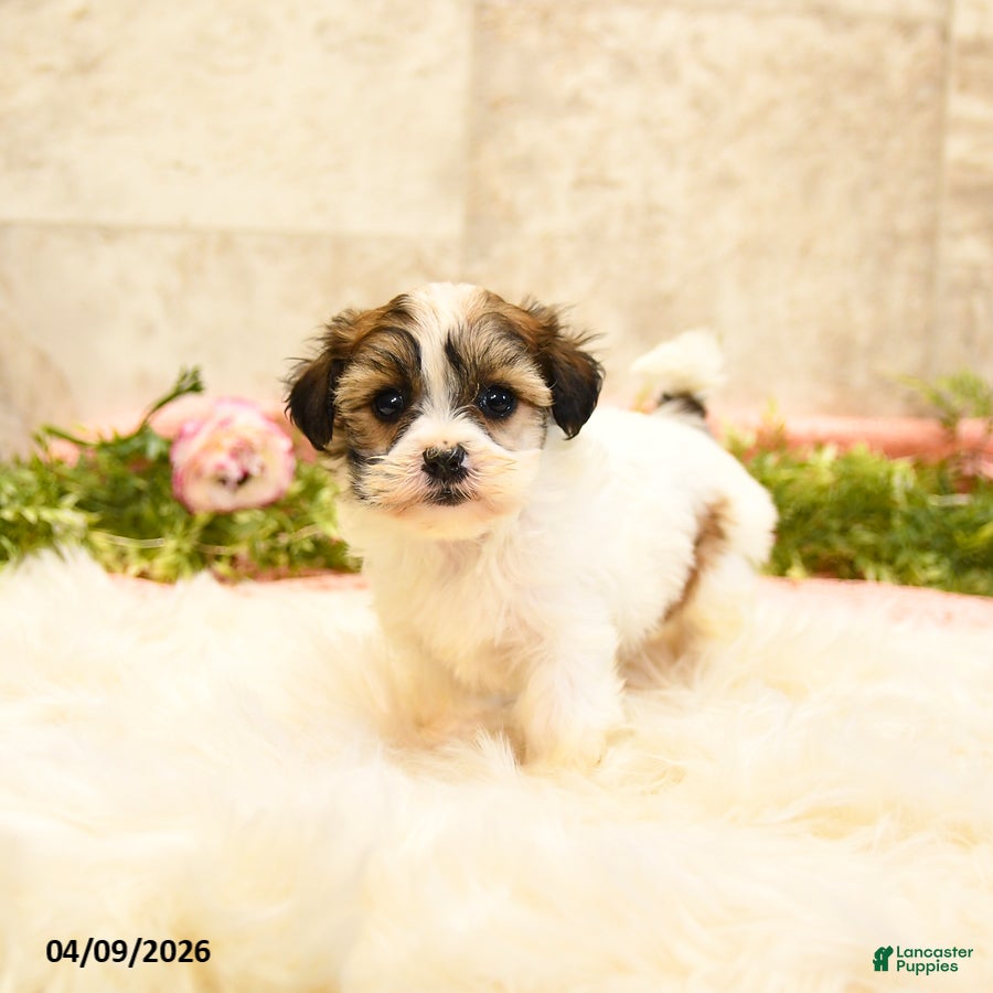 Teddy Bear dogs Thea - Ad 1