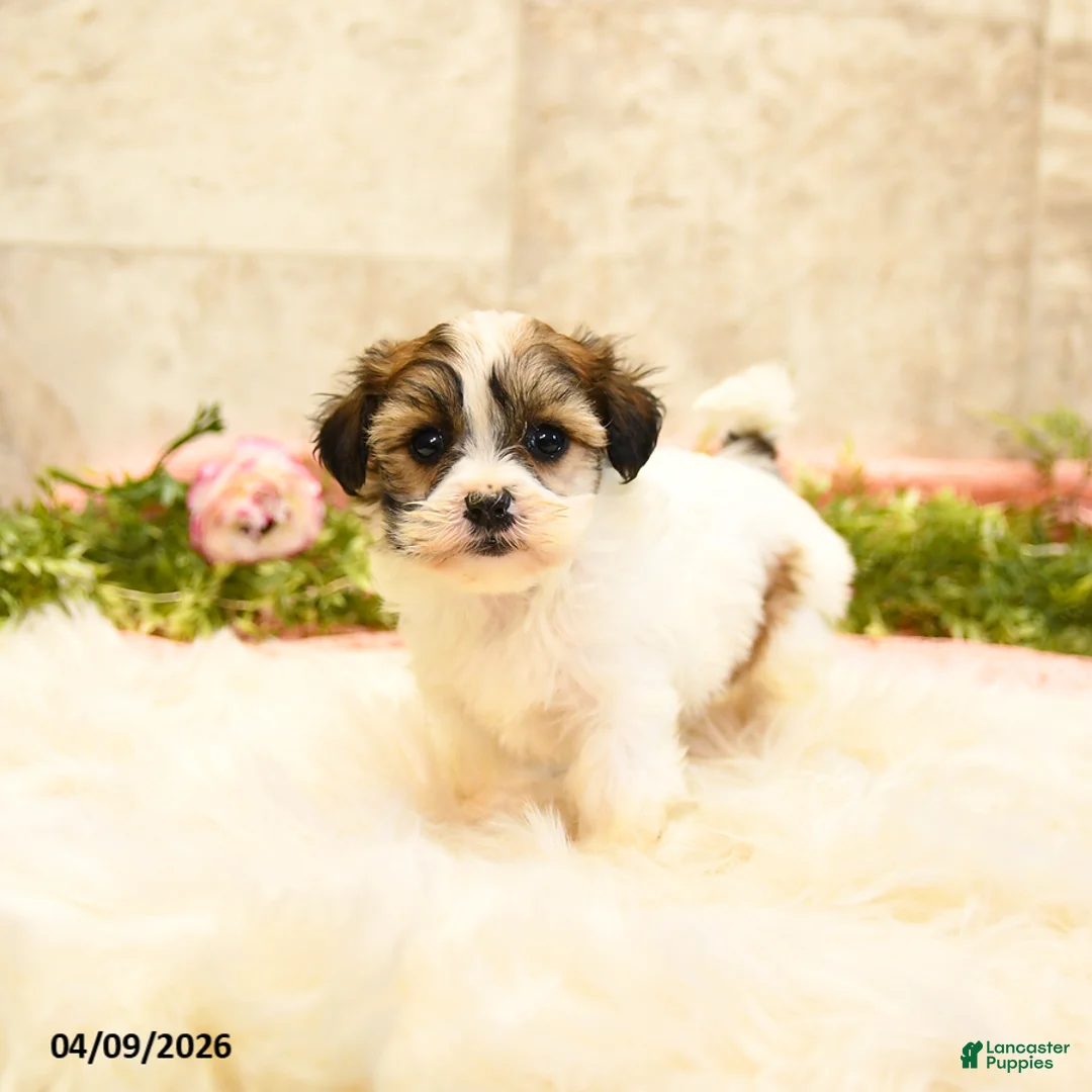 Teddy Bear dogs for sale: Thea - Ad 1