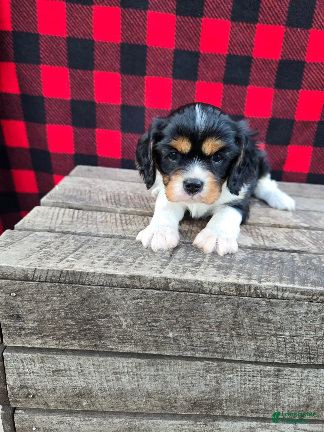 Cavalier King Charles Spaniel dogs for sale: Cocoa - Ad 1
