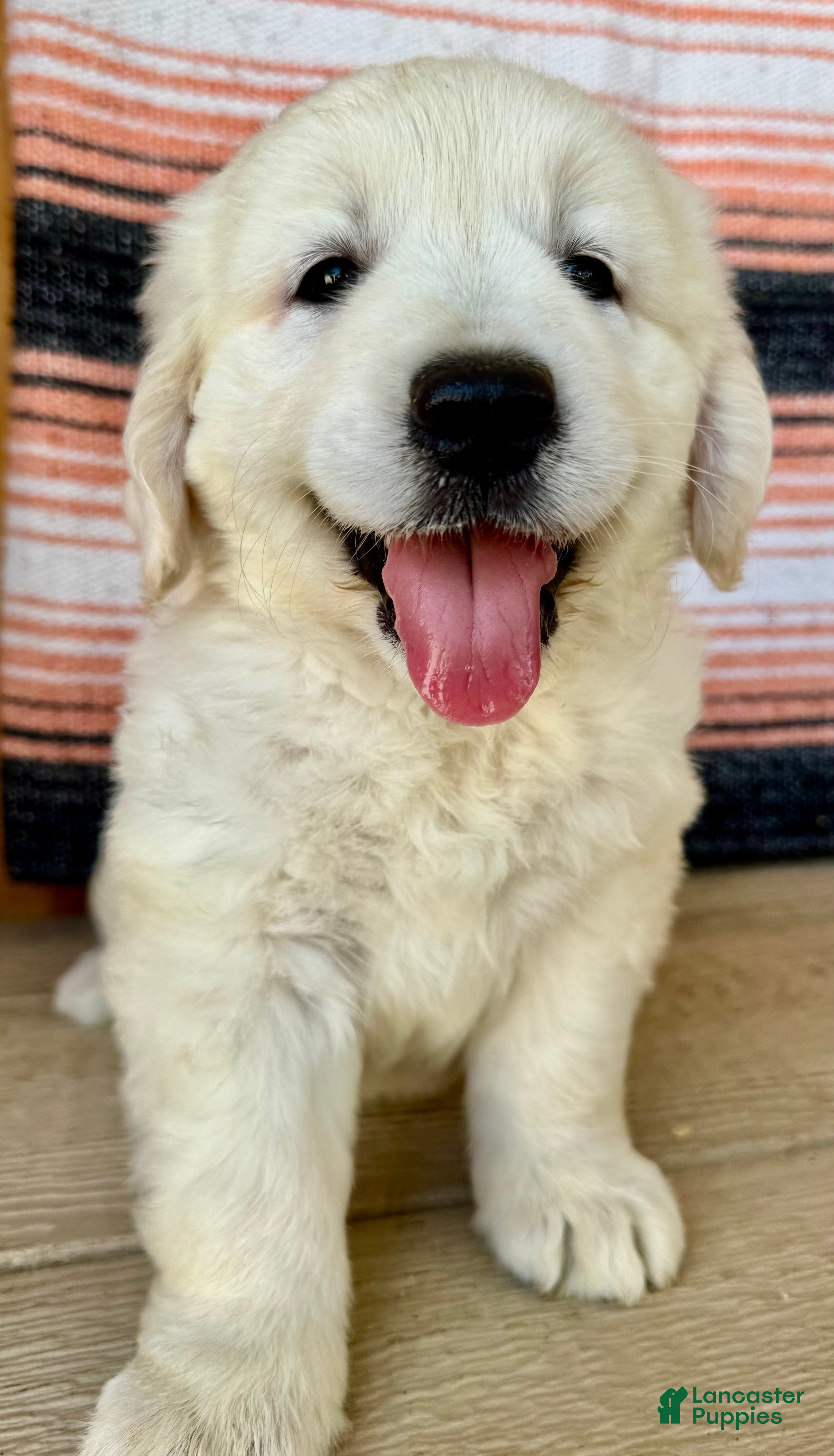 Golden Retriever dogs Princess English Cream  - Ad 1