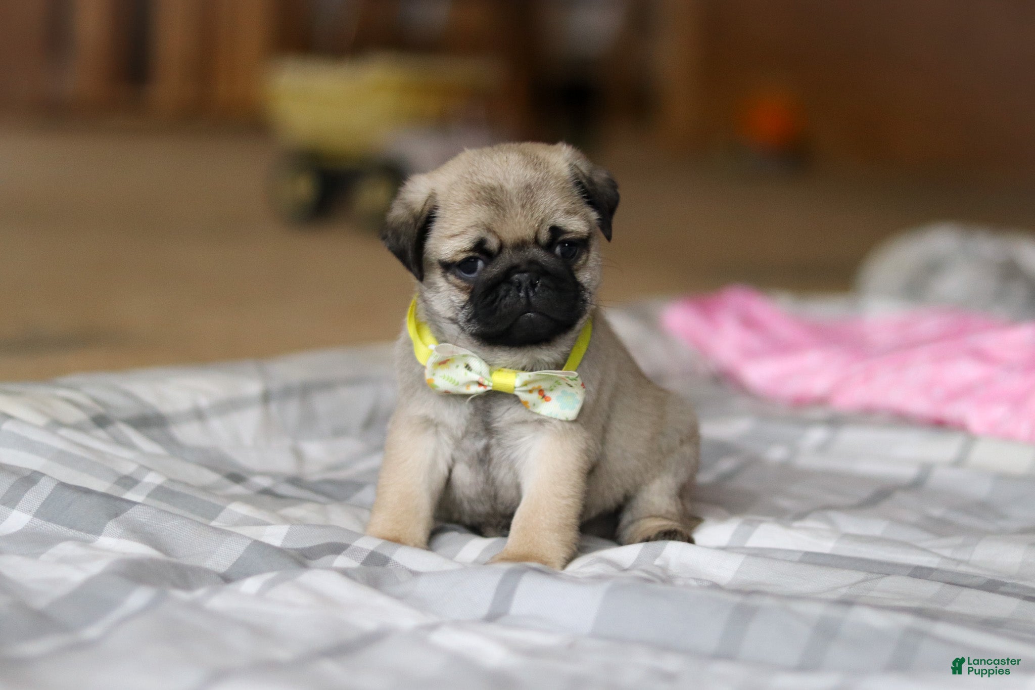 Pug dogs Prince  - Ad 2