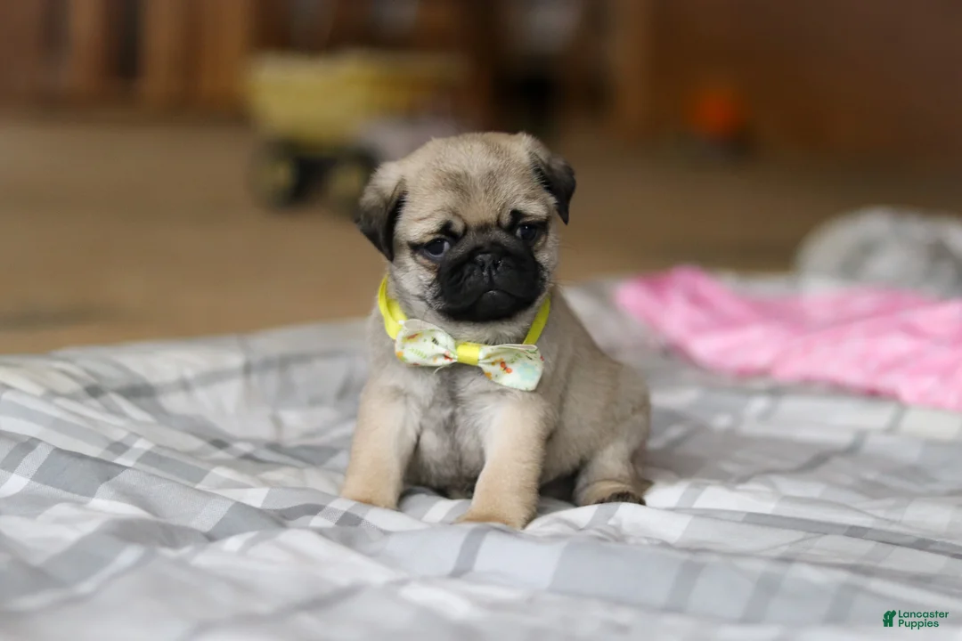 Pug dogs for sale: Prince  - Ad 2