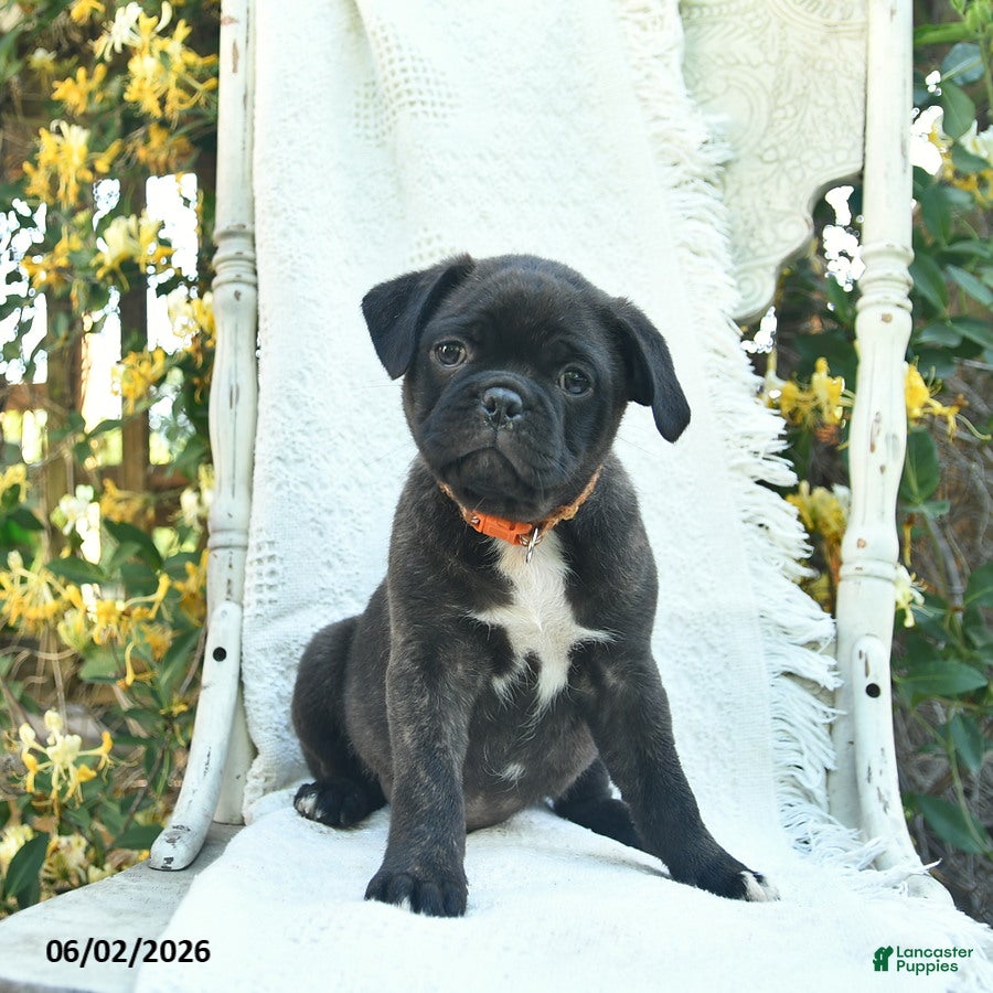 Mixed Breed dogs for sale: Sarge  - Ad 3