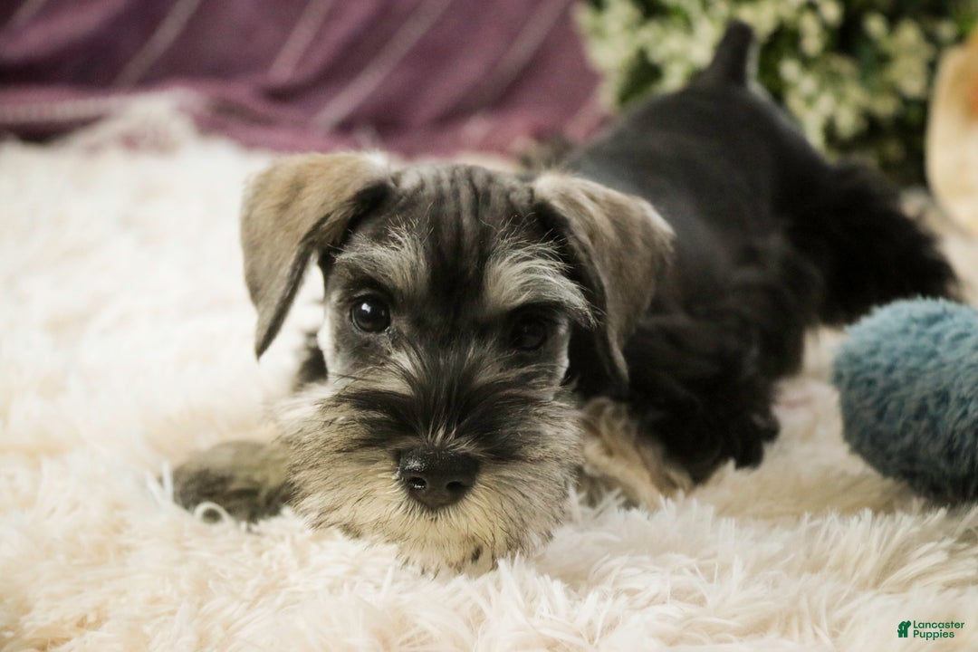 Miniature Schnauzer dogs for sale: Holly - Ad 2