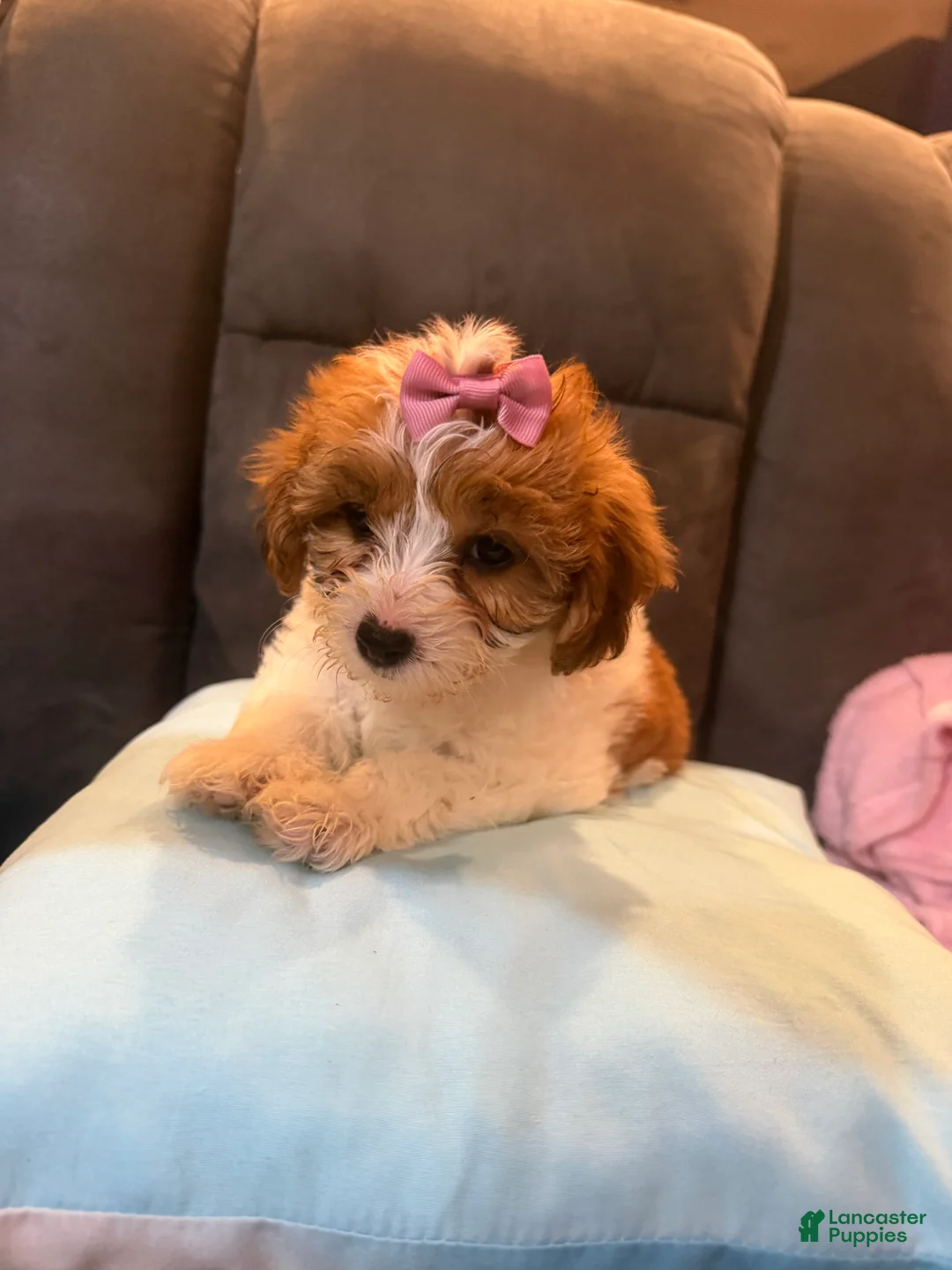 Mixed Breed dogs for sale: Lulu - Ad 1