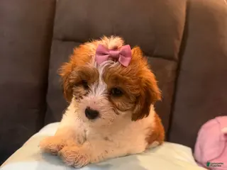 Mixed Breed dogs for sale: Lulu - Ad 2