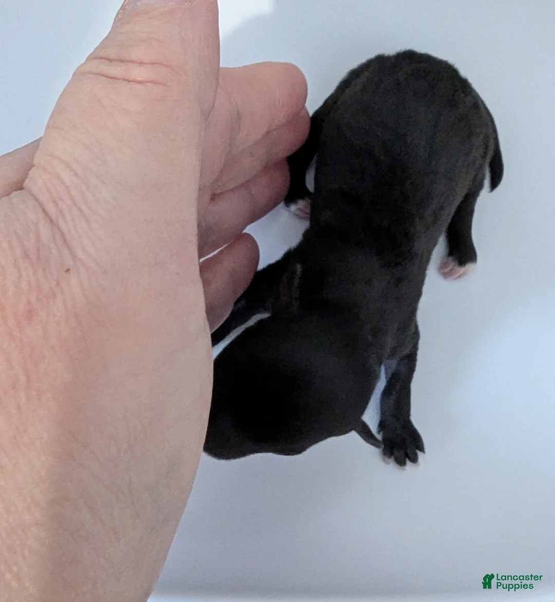 Chihuahua dogs for sale: Ruby - Ad 2