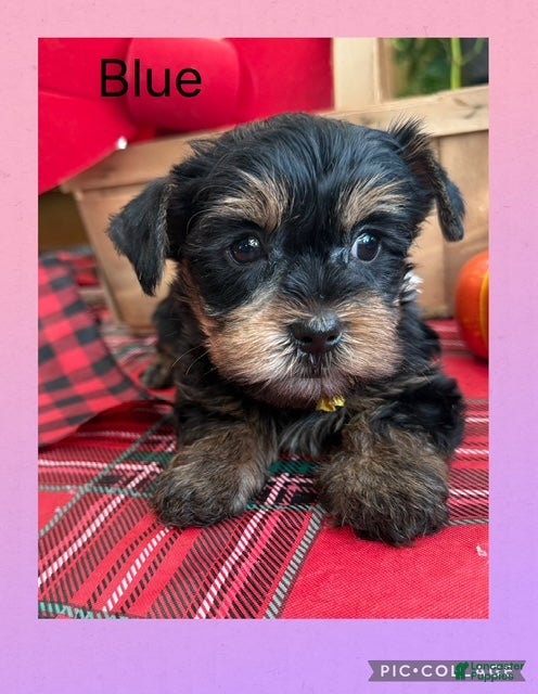 Yorkshire Terrier dogs Yorkshire Terrier Puppy 2 Blue - Ad 20