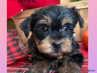 Yorkshire Terrier dogs for sale: Yorkshire Terrier Puppy 2 Blue - Ad 1
