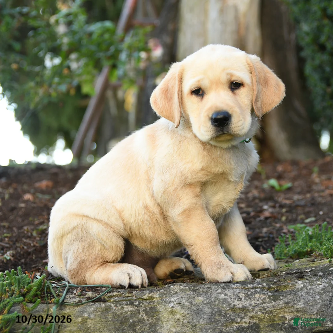 Labrador Retriever dogs for sale: Alfred - Ad 1