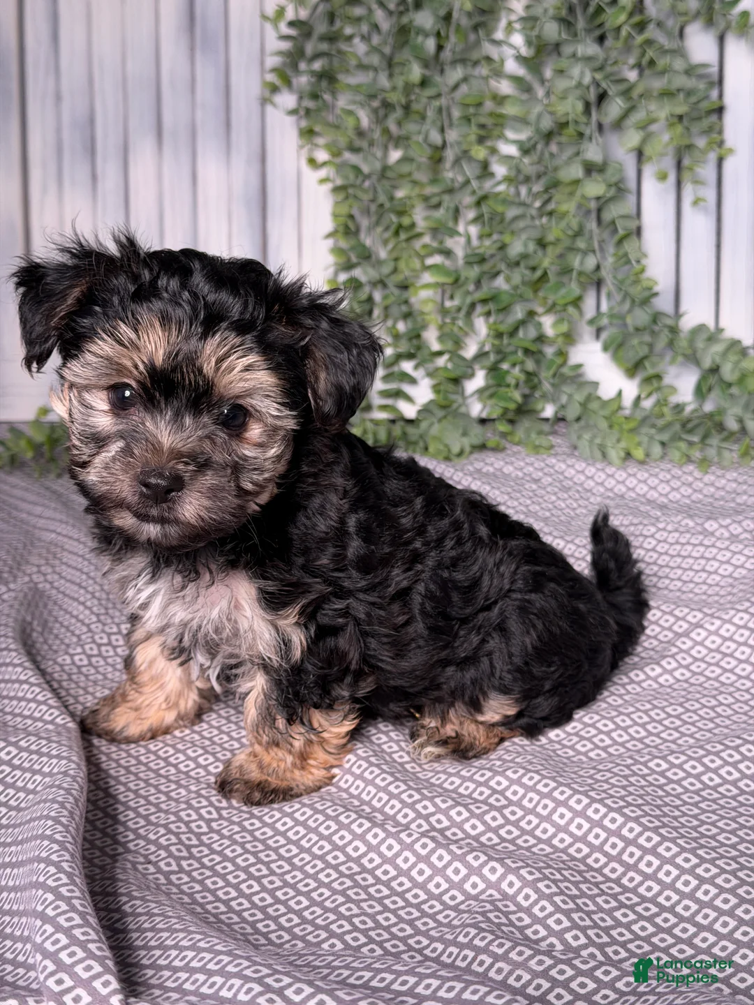 Yochon dogs for sale: Mason - Ad 2