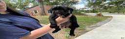 Boxer dogs for sale: Rio AKC Euro - Ad 3