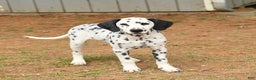 Dalmatian dogs for sale: Copper - Ad 2