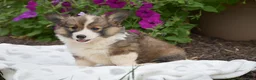 Welsh Corgi Pembroke dogs for sale: Rachel - Ad 6