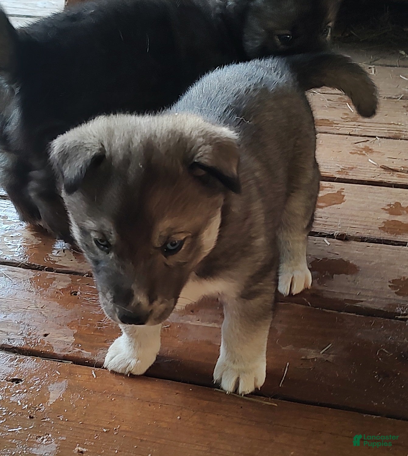 Siberian Husky dogs Siberian Husky Puppy 2 - Ad 42