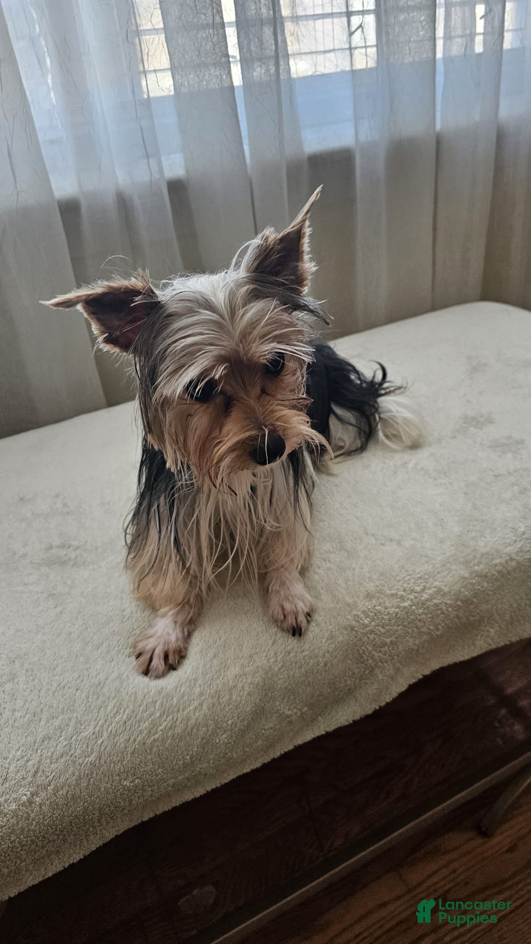 Biewer Terrier dogs for sale: Puppy - Ad 14