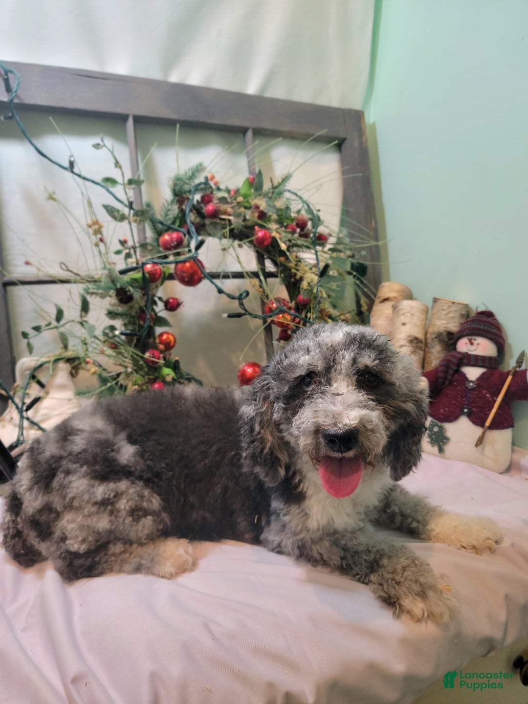 Maltipoo dogs for sale: April - Ad 17