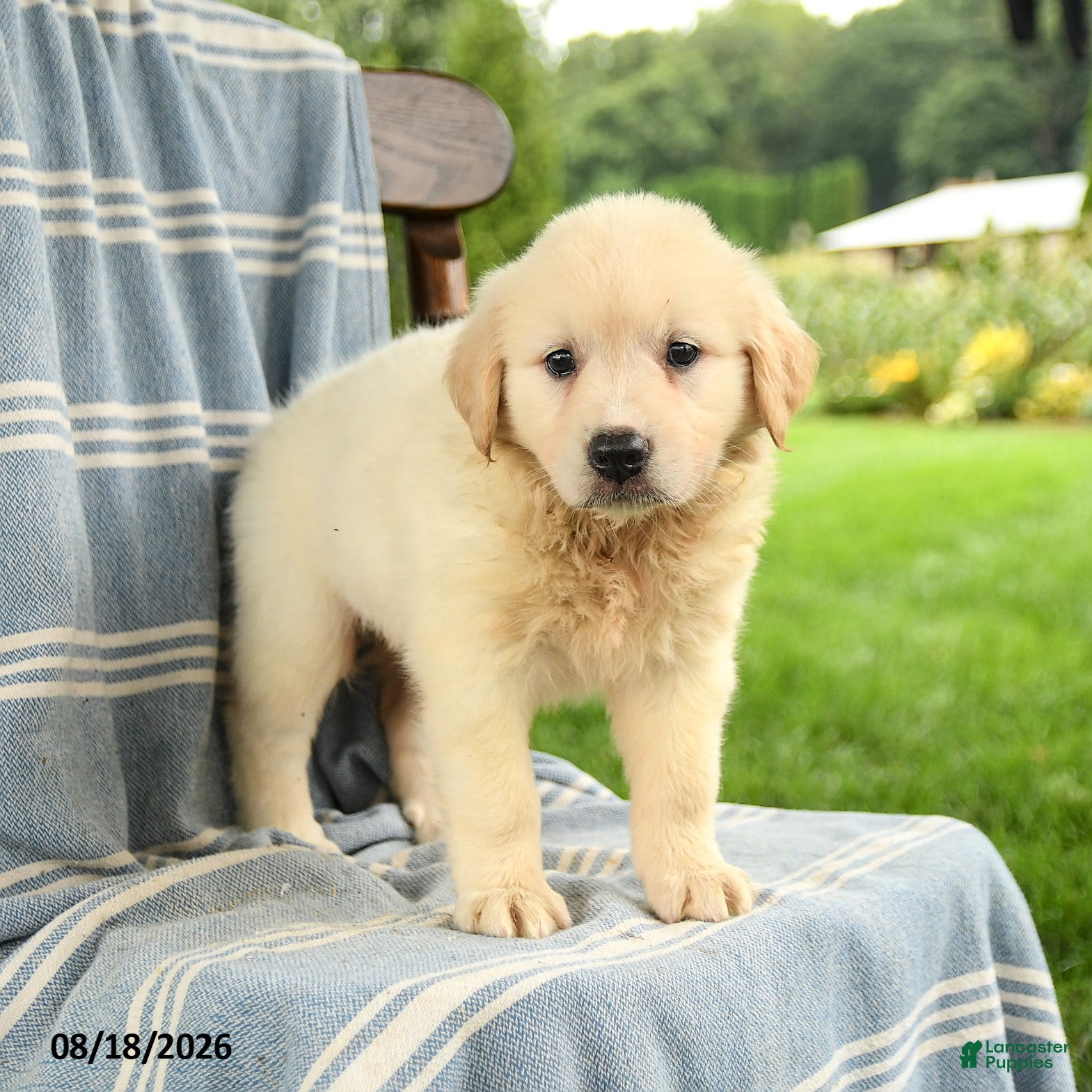 Mixed Breed dogs Camille - Ad 1