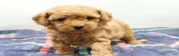 Toy Poodle dogs for sale: Light Red Girl - Ad 1