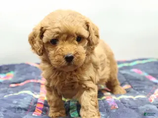 Toy Poodle dogs Light Red Girl - Ad 4