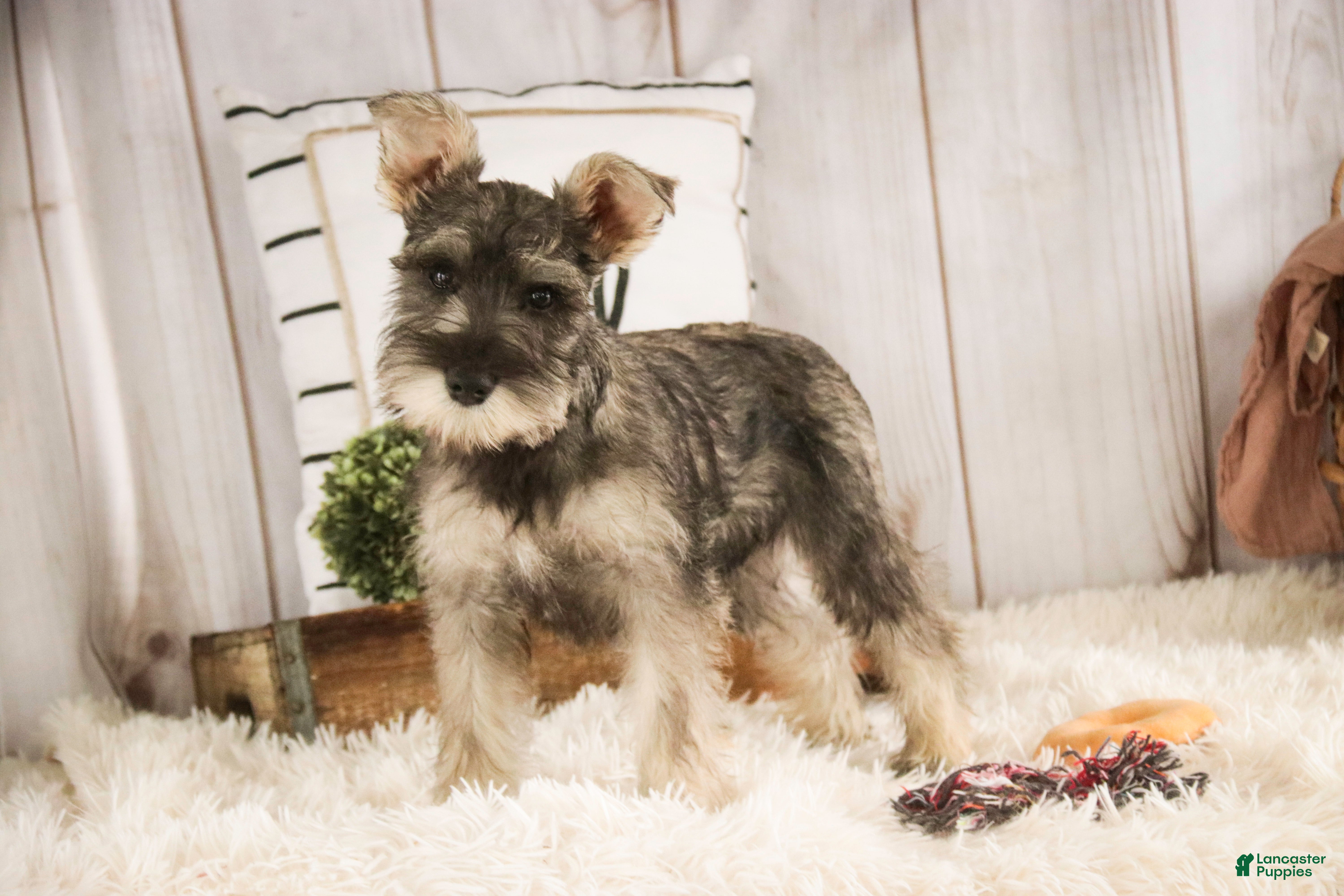Miniature Schnauzer dogs Maggie - Ad 39