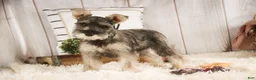 Miniature Schnauzer dogs for sale: Maggie - Ad 1